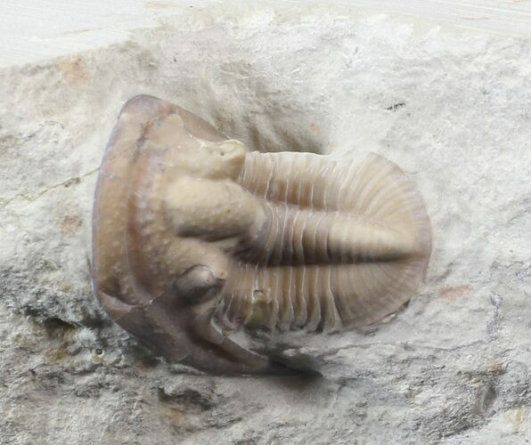Cordania Trilobite - Scarce Species #42853